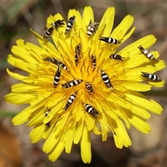 Glyphipterix meteora (A Sedge Moth) at Yarralumla, ACT - 27 Oct 2024 by TimL