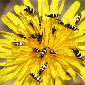 Glyphipterix meteora at Yarralumla, ACT - 27 Oct 2024