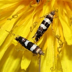 Glyphipterix meteora at Yarralumla, ACT - 27 Oct 2024