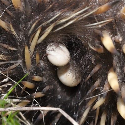 Ixodoidea (superfamily) (Tick) at Bonner, ACT - 28 Sep 2024 by TimL