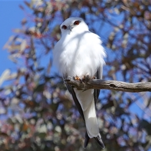 Elanus axillaris at Throsby, ACT - 8 Aug 2024