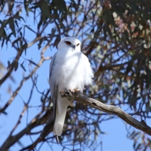 Elanus axillaris at Throsby, ACT - 8 Aug 2024 11:53 AM