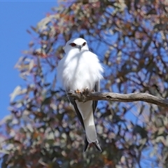 Elanus axillaris at Throsby, ACT - 8 Aug 2024 11:53 AM