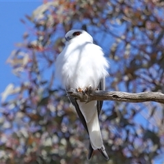 Elanus axillaris at Throsby, ACT - 8 Aug 2024