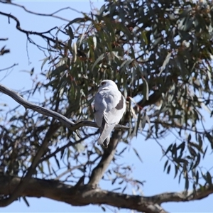 Elanus axillaris at Throsby, ACT - 8 Aug 2024