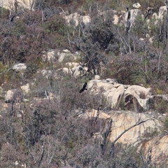 Aquila audax at Tharwa, ACT - 10 Aug 2024