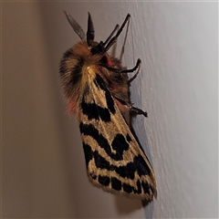 Ardices curvata (Crimson Tiger Moth) at Braidwood, NSW - 29 Oct 2024 by MatthewFrawley