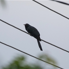 Eudynamys orientalis (Pacific Koel) at Higgins, ACT - 30 Oct 2024 by AlisonMilton