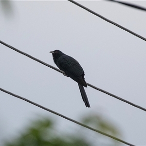 Eudynamys orientalis at Higgins, ACT - 30 Oct 2024 06:49 AM