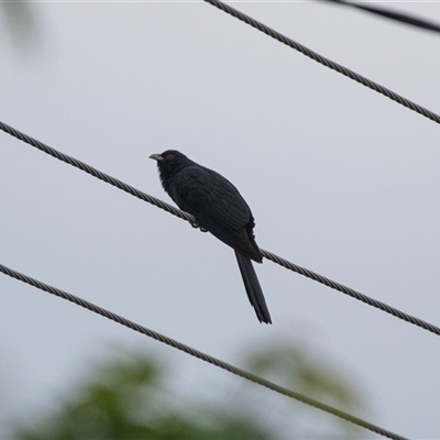 Eudynamys orientalis (Pacific Koel) at Higgins, ACT - 30 Oct 2024 by AlisonMilton