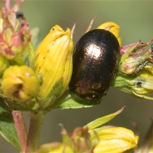 Chrysolina quadrigemina at Weetangera, ACT - 26 Oct 2024