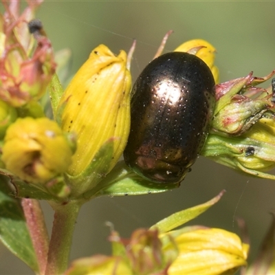 Chrysolina quadrigemina (Greater St Johns Wort beetle) at Weetangera, ACT - 26 Oct 2024 by AlisonMilton