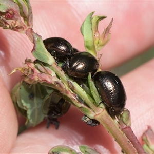 Chrysolina quadrigemina at Weetangera, ACT - 26 Oct 2024