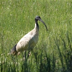 Threskiornis molucca (Australian White Ibis) at Watson, ACT - 30 Oct 2024 by AniseStar