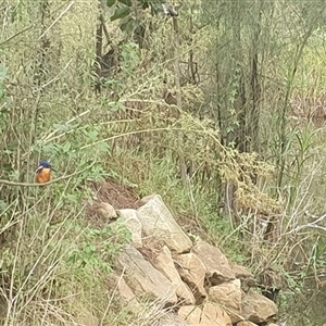 Ceyx azureus (Azure Kingfisher) at Shark Creek, NSW by Topwood