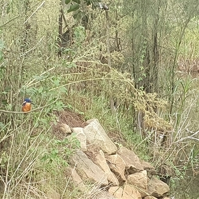 Ceyx azureus (Azure Kingfisher) at Shark Creek, NSW - 12 Mar 2023 by Topwood