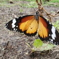 Danaus petilia at Shark Creek, NSW - 10 Mar 2020 by Topwood