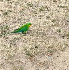 Polytelis swainsonii (Superb Parrot) at Mawson, ACT - 30 Oct 2024 by KateU