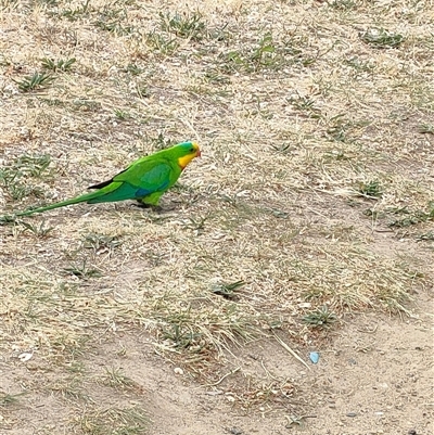 Polytelis swainsonii (Superb Parrot) at Mawson, ACT - 29 Oct 2024 by KateU