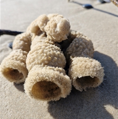 Unidentified Marine Invertebrate at Evans Head, NSW - 29 Oct 2024 by AliClaw