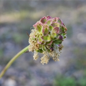 Sanguisorba minor at Lake George, NSW - 30 Oct 2024