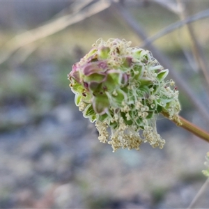 Sanguisorba minor at Lake George, NSW - 30 Oct 2024