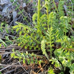 Sanguisorba minor at Lake George, NSW - 30 Oct 2024