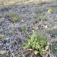 Sanguisorba minor at Lake George, NSW - 30 Oct 2024