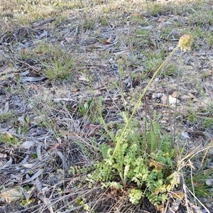 Sanguisorba minor at Lake George, NSW - 30 Oct 2024