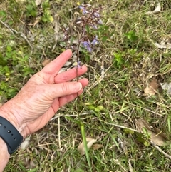 Dianella longifolia (Pale Flax Lily) at Kangaroo Valley, NSW - 29 Oct 2024 by lbradley