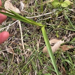 Dianella longifolia at Kangaroo Valley, NSW - 29 Oct 2024 06:01 PM