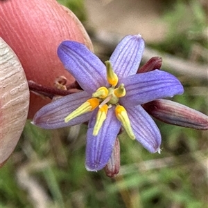 Dianella longifolia at Kangaroo Valley, NSW - 29 Oct 2024