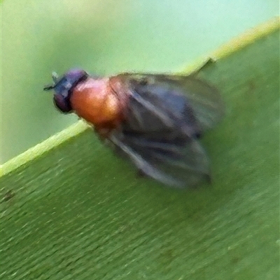 Sapromyza sciomyzina (A lauxid fly) at Kangaroo Valley, NSW - 28 Oct 2024 by lbradley