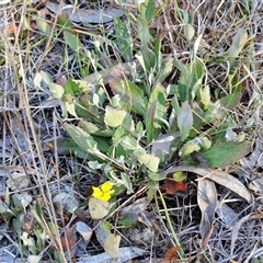 Goodenia hederacea subsp. hederacea (Ivy Goodenia, Forest Goodenia) at Lake George, NSW - 29 Oct 2024 by trevorpreston