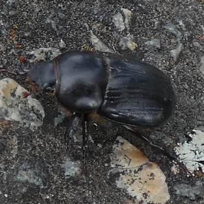 Dasygnathus sp. (genus) at Queanbeyan West, NSW - 30 Oct 2024 by Paul4K