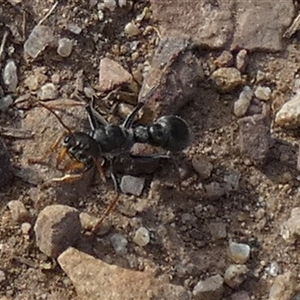 Myrmecia sp., pilosula-group at Queanbeyan West, NSW - 30 Oct 2024 07:30 AM