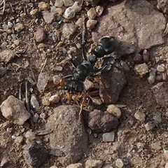 Myrmecia sp., pilosula-group at Queanbeyan West, NSW - 30 Oct 2024