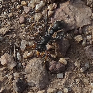 Myrmecia sp., pilosula-group at Queanbeyan West, NSW - 30 Oct 2024