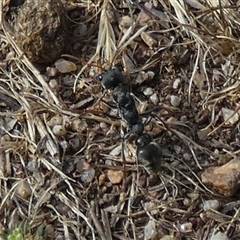 Myrmecia sp., pilosula-group at Queanbeyan West, NSW - 30 Oct 2024