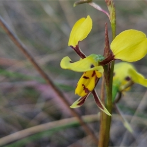 Diuris sulphurea at Lake George, NSW - suppressed