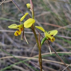 Diuris sulphurea at Lake George, NSW - suppressed