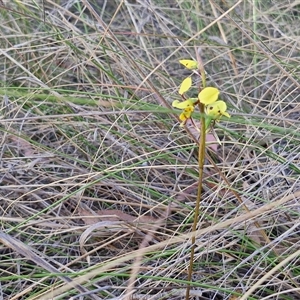 Diuris sulphurea at Lake George, NSW - suppressed