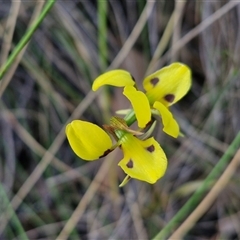 Diuris sulphurea at Lake George, NSW - suppressed