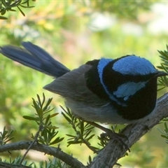 Malurus cyaneus (Superb Fairywren) at Queanbeyan, NSW - 29 Oct 2024 by Paul4K