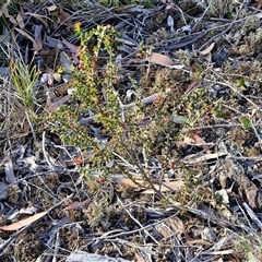 Acacia gunnii at Lake George, NSW - 30 Oct 2024 07:50 AM