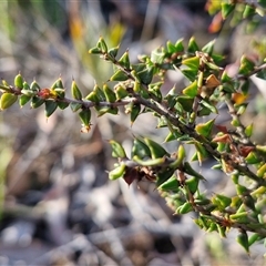 Acacia gunnii at Lake George, NSW - 30 Oct 2024 07:50 AM