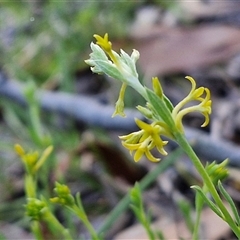 Pimelea curviflora (Curved Rice-flower) at Lake George, NSW - 30 Oct 2024 by trevorpreston