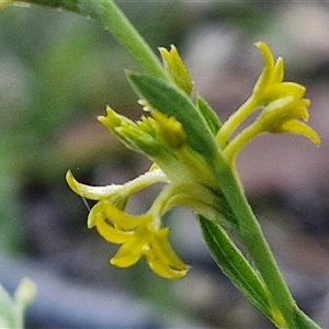 Pimelea curviflora at Lake George, NSW - 30 Oct 2024 07:49 AM