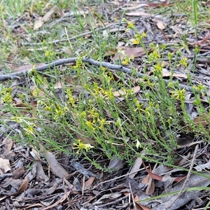 Pimelea curviflora at Lake George, NSW - 30 Oct 2024 07:49 AM