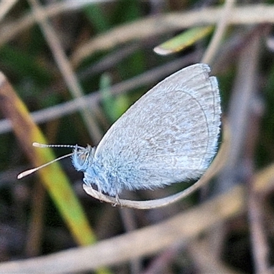 Zizina otis (Common Grass-Blue) at Lake George, NSW - 30 Oct 2024 by trevorpreston